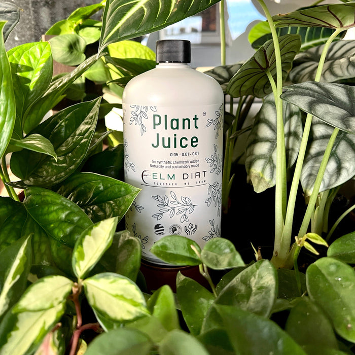 Elm Dirt Plant Juice