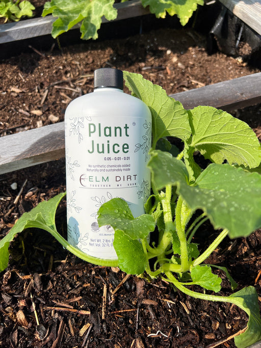 Elm Dirt Plant Juice-Raintree Nursery-