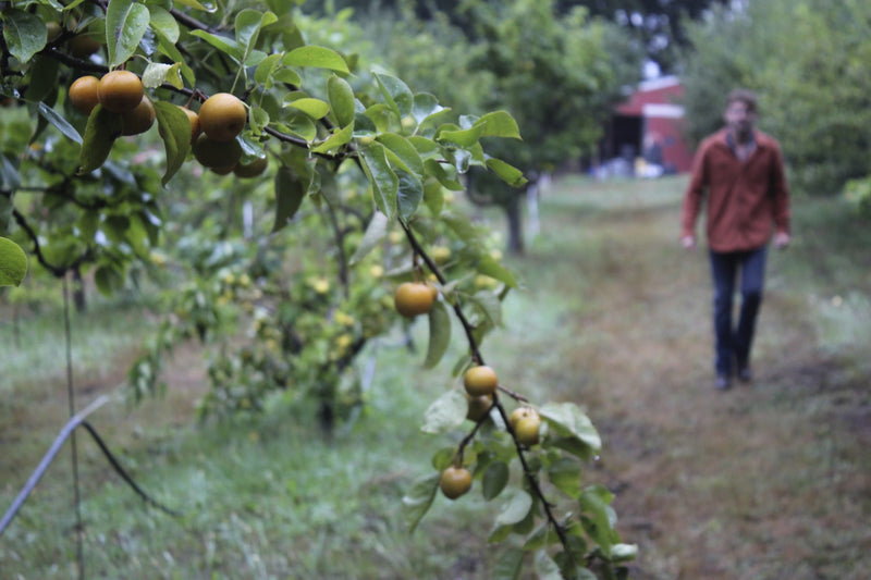 Orchard Tour & Tasting - August Event