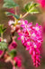 King Edward VII Flowering Currant-Plants-Whitman-24"-36" Plant-