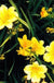 Stella D'Oro Day Lily-Ornamentals-Briggs-1 Gallon Pot-