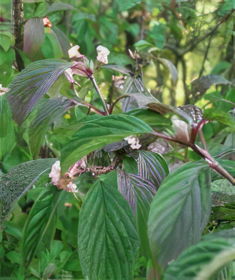 Dawn Viburnum-Ornamentals-Raintree Prop-2 Quart Pot-
