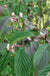 Dawn Viburnum-Ornamentals-Raintree Prop-2 Quart Pot-