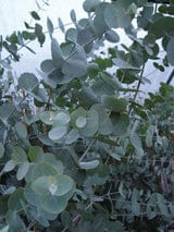 Silver Dollar Gum Eucalyptus