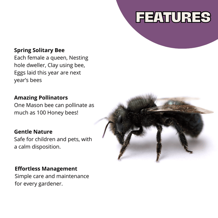 Buy Mason Bees | 40+ OBA Certified Cocoons with Free 2 Day Shipping