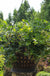 Bushel and Berry® Midnight Cascade® Blueberry - Raintree Nursery