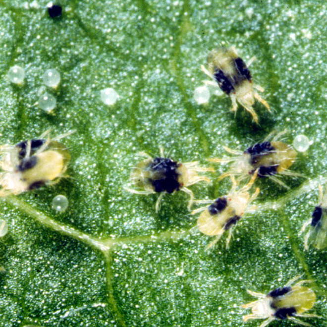 Small Raspberry Mites GROWING berries RASPBERRIES