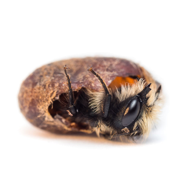 Spring Mason Bees - (20 ct)