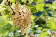 White Pearl Currant - Raintree Nursery