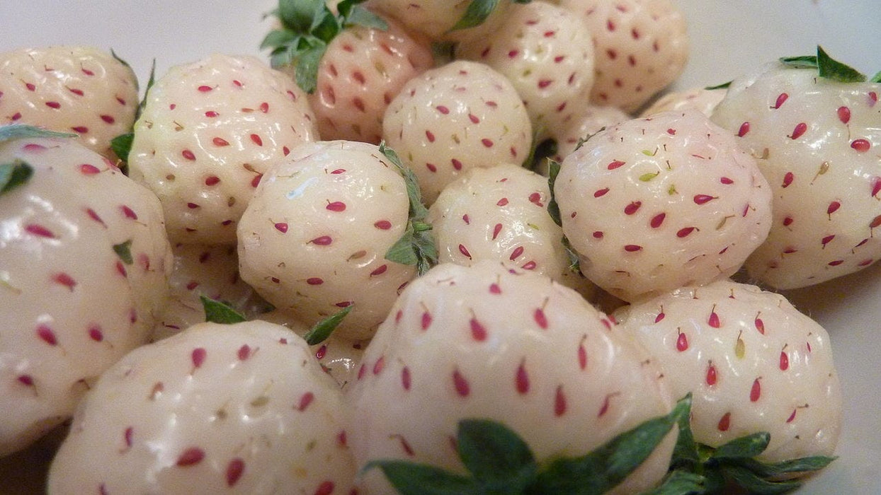 White Carolina Strawberry