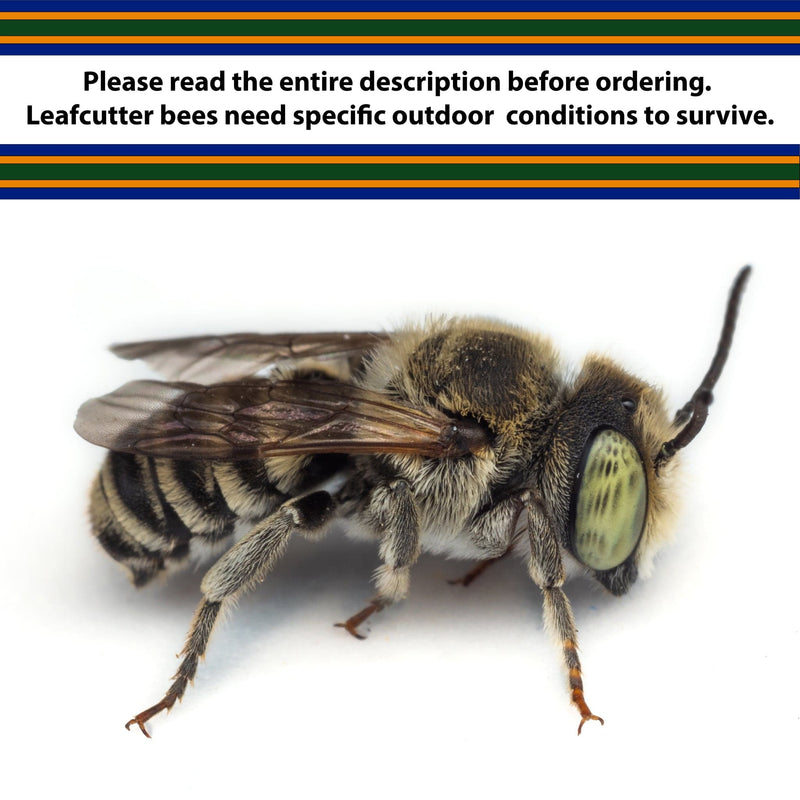 Summer Leaf Bees - (200ct) Free FedEx 2-Day Mail