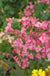 Pokeys Pink Flowering Currant-Plants-Whitman-24"-36" Plant-