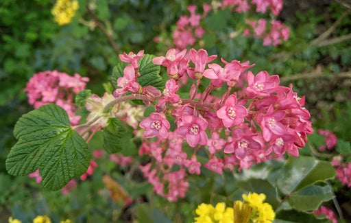 Pokeys Pink Flowering Currant-Plants-Whitman-24"-36" Plant-