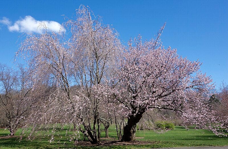 North Japanese Hill Flowering Cherry — Raintree Nursery