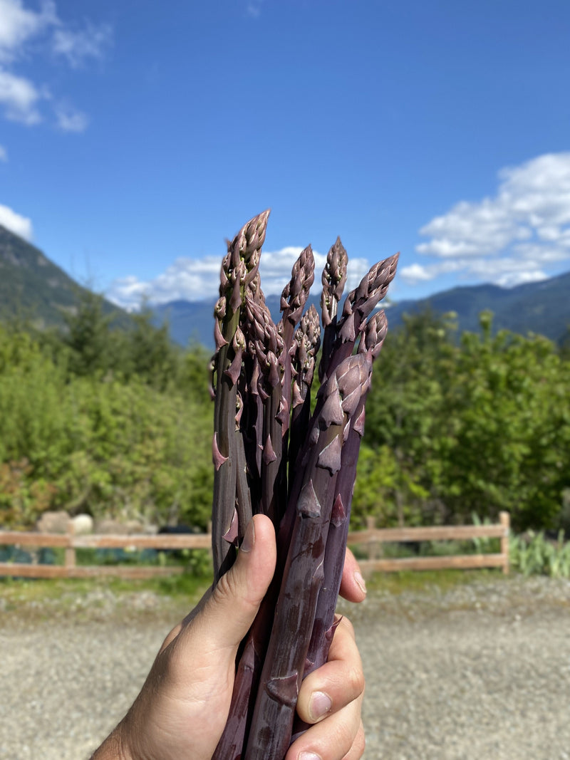 Purple Passion Asparagus