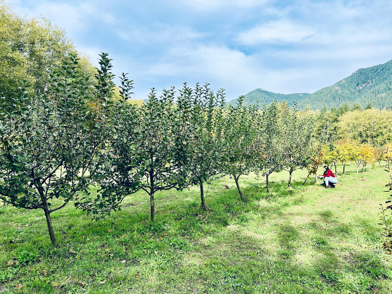Orchard Tour & Tasting - August Event