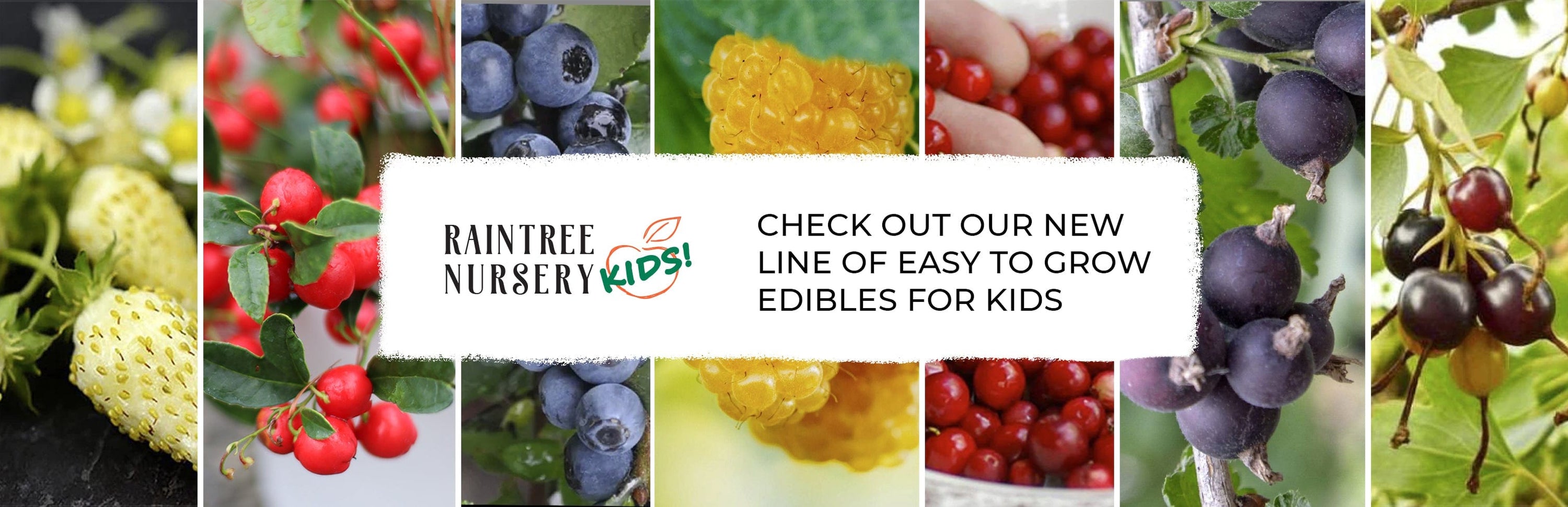 Order Fruit Trees Online Mail Order Nursery Raintree Nursery