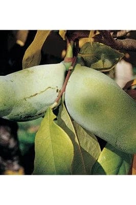 Late Ripening Paw Paw Bundle (Wabash & Rebecca's Gold)