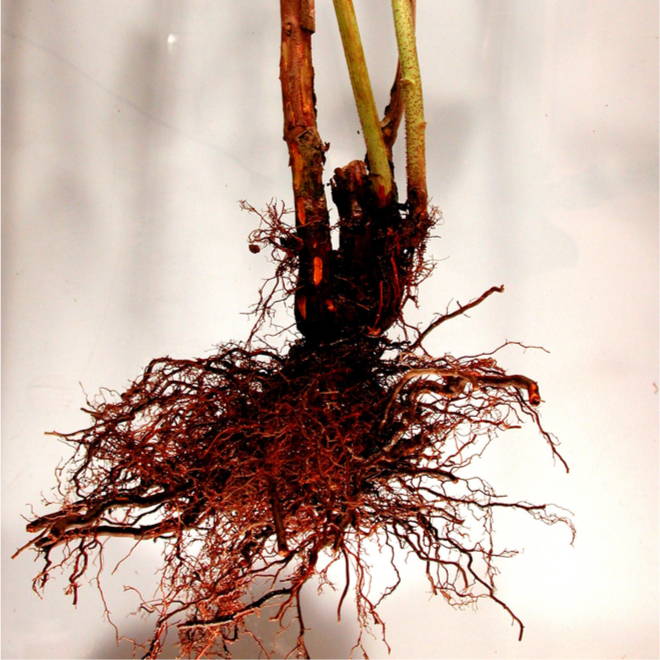 GROWING berries RASPBERRIES