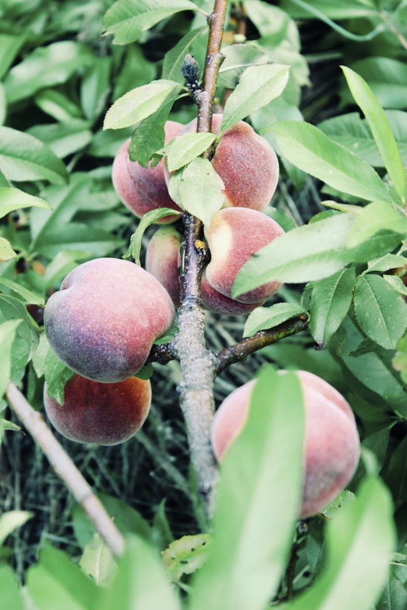 Orchard Tour & Tasting - August Event