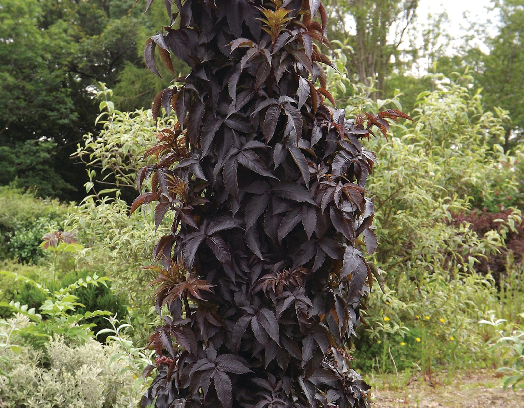 Black Tower™ Elderberry - Raintree Nursery