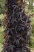 Black Tower™ Sambucus-Berries-Raintree Prop-2 Quart Pot-