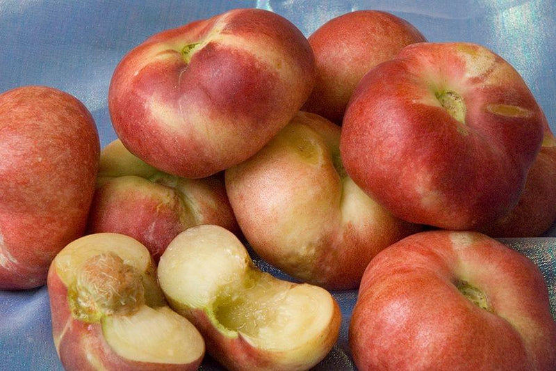 Sauzee King White Nectarine-Fruit Trees-Dave Wilson-Semi-Dwarf (4'-5')-