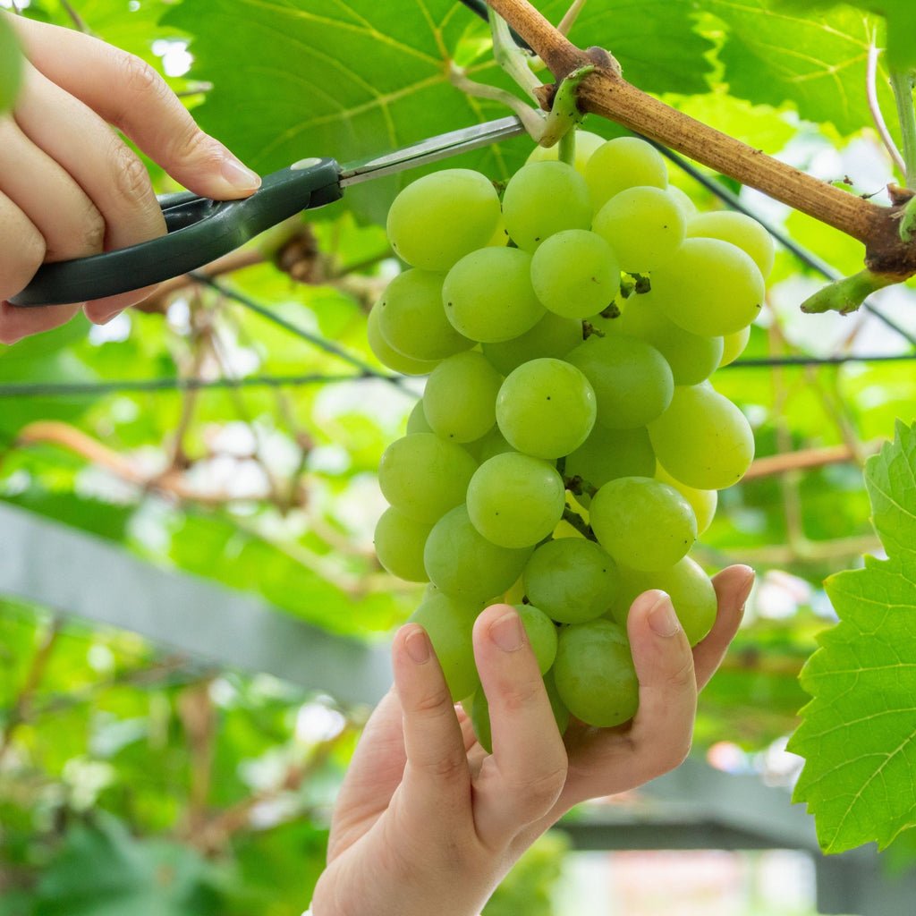 grapeseed English リーディング　フォニックス GrapeSEED - Japan