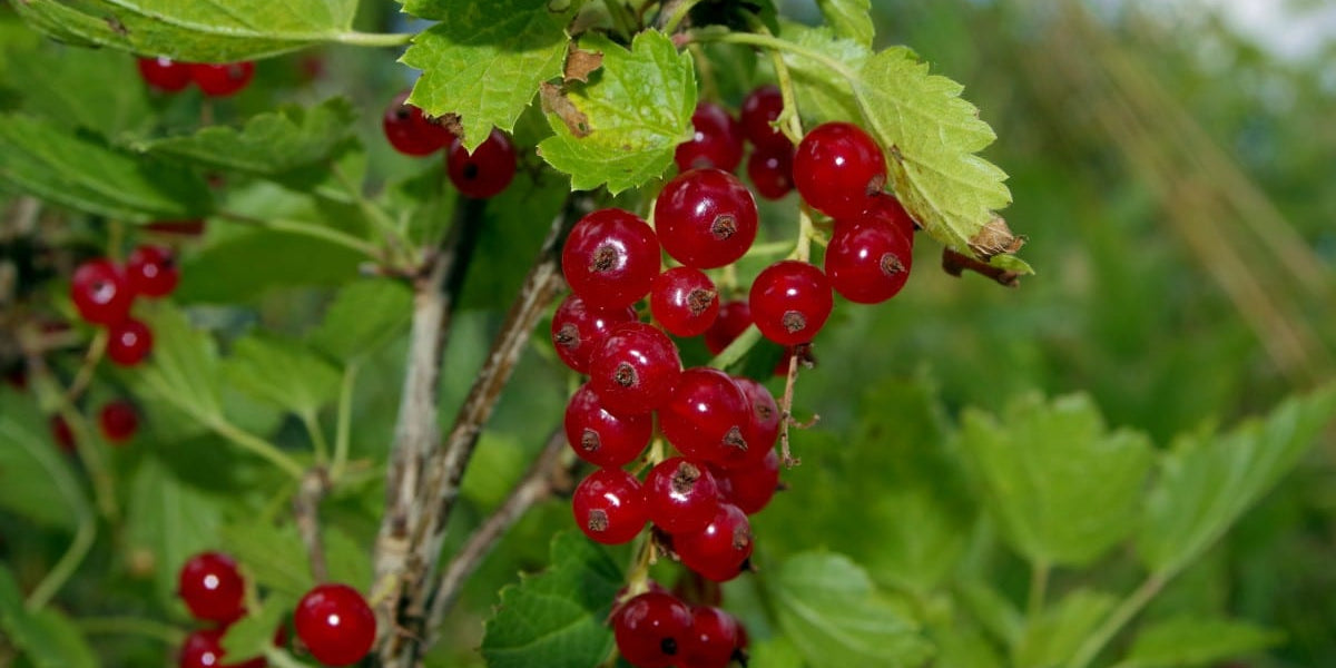 Viking Red Currant - Raintree Nursery