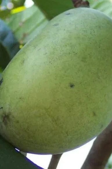 Late Ripening Paw Paw Bundle (Wabash & Rebecca's Gold)