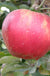 Akane Apple - Raintree Nursery