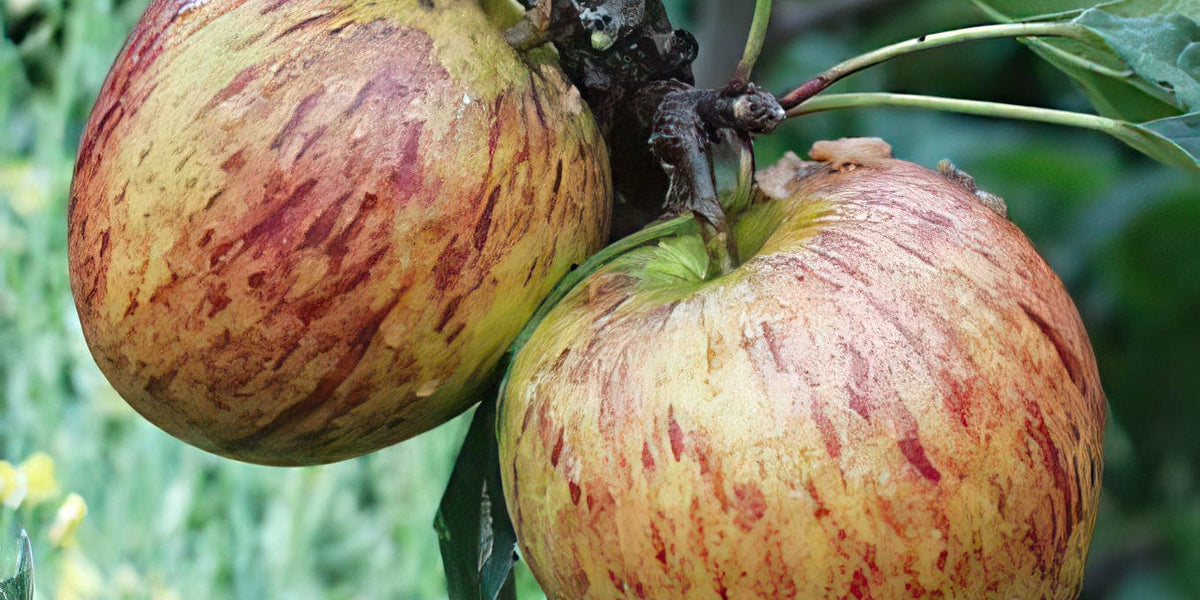 Ellison's Orange Apple/M26 - Raintree Nursery