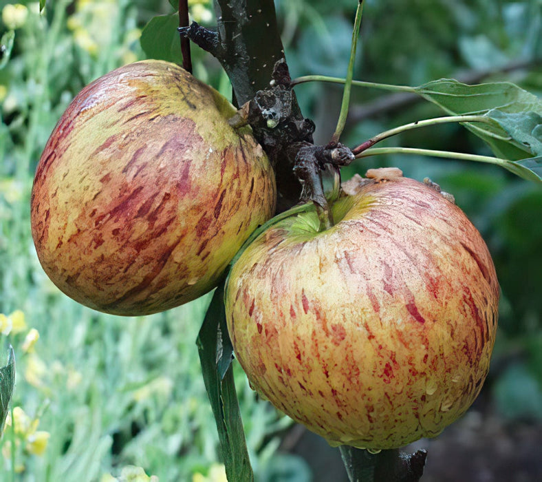 Ellison's Orange Apple-Fruit Trees-Biringer-Dwarf (4'-5')-