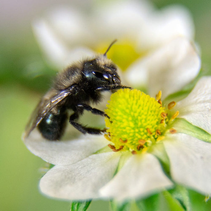 Spring Mason Bees - (20 ct)