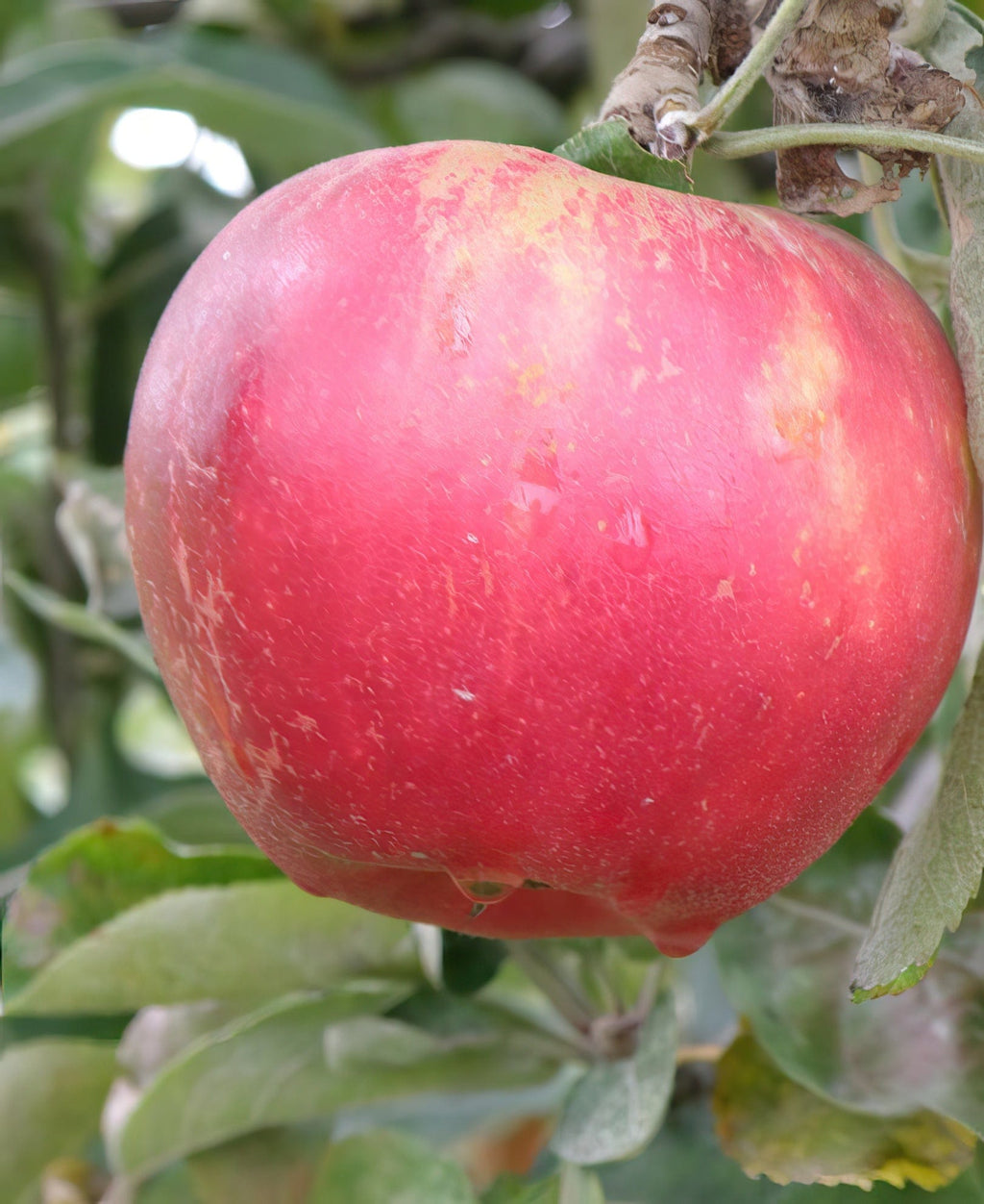 Mini Apple Trees | Compact Malus domestica Varieties | Raintree Nursery
