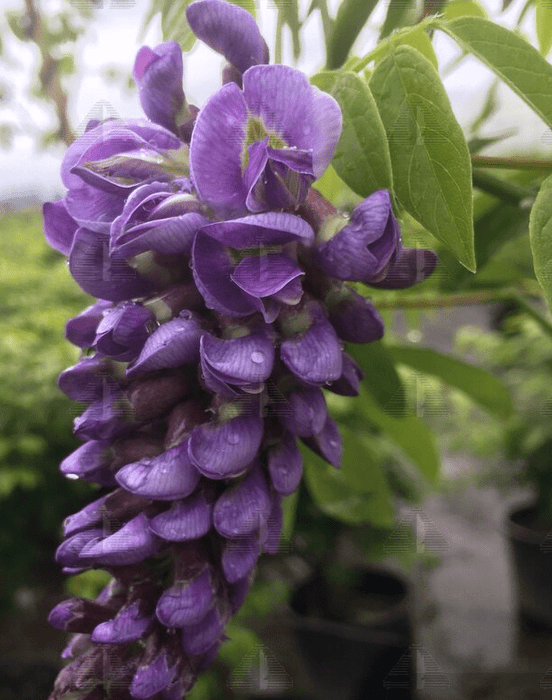 Amethyst Falls Wisteria