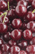 Angela® Cherry-Fruit Trees-Biringer-Dwarf (4'-5')-