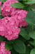Let's Dance ¡Arriba!® Reblooming Hydrangea-Ornamental Shrub-Biringer-12-18" Plant-