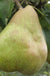 European Winter Pear Bundle No. 1-Fruit Trees-Biringer-Semi-Dwarf (4'-5')-