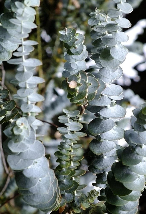 Baby Blue Eucalyptus-Ornamentals-Whitman-1 Gallon Pot-