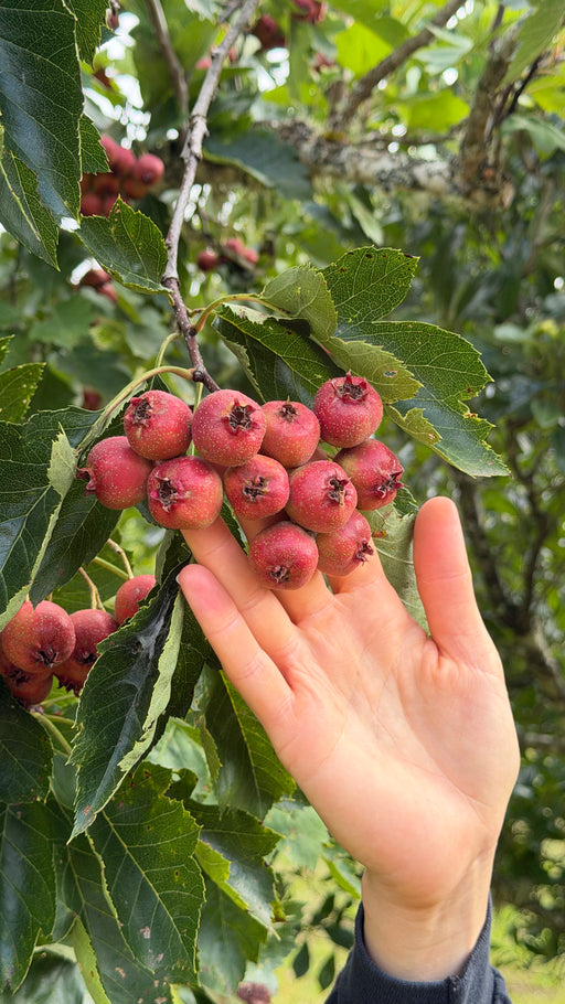 Big golden sun Chinese hawthorn 