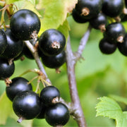 Big Berry Black Currant MEGA Bundle (10 plants)-Berries-Raintree Nursery-Bareroot-