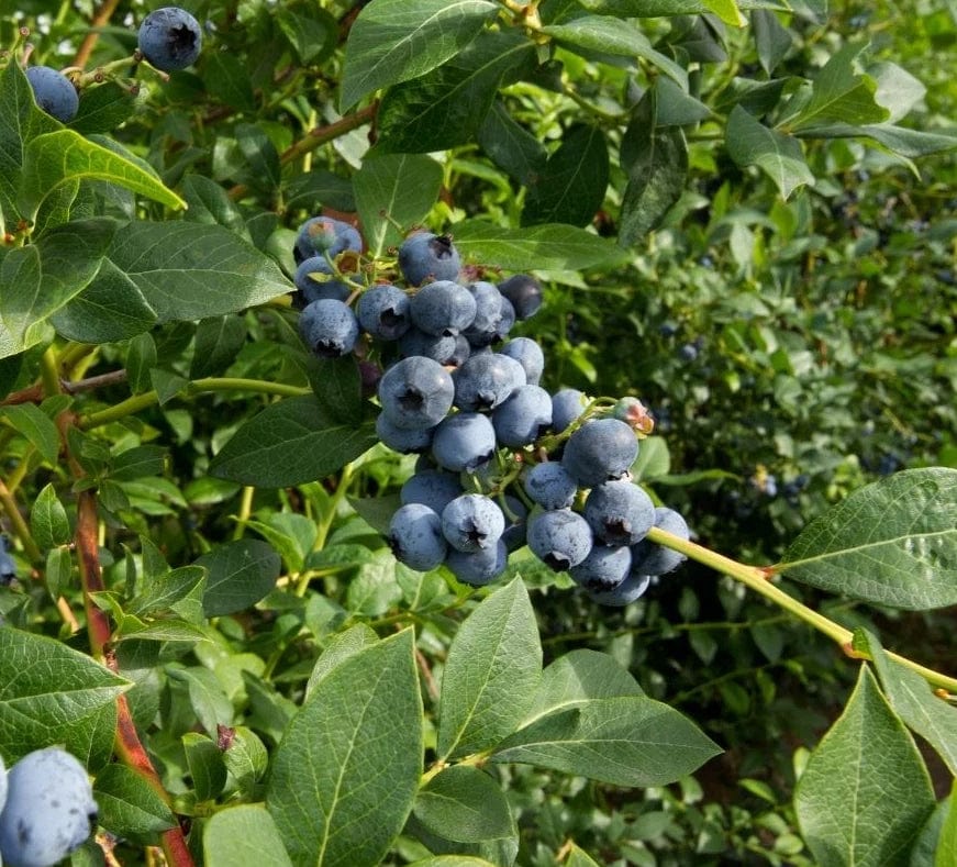 Bluejay Blueberry - Raintree Nursery