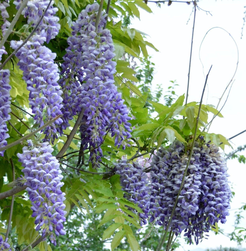 Blue Moon Wisteria-Ornamentals-Alpha-2 Gallon Pot-
