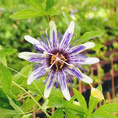 Passiflora BluePop™