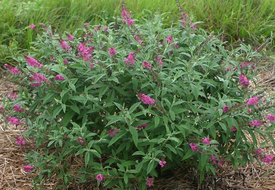 Miss Ruby Buddleia - Raintree Nursery