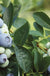 Blue Ribbon Blueberry-Berries-Alpha-1 Gallon Pot-