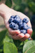 Chandler blueberry-Berries-Fall Creek-2 Liter Pot-