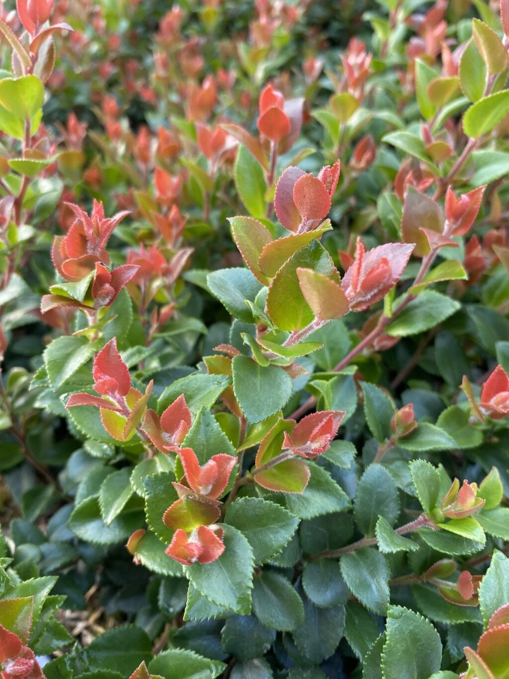 Huckleberry Plants