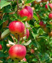 Combo Heritage Apple (4 varieties) - Raintree Nursery
